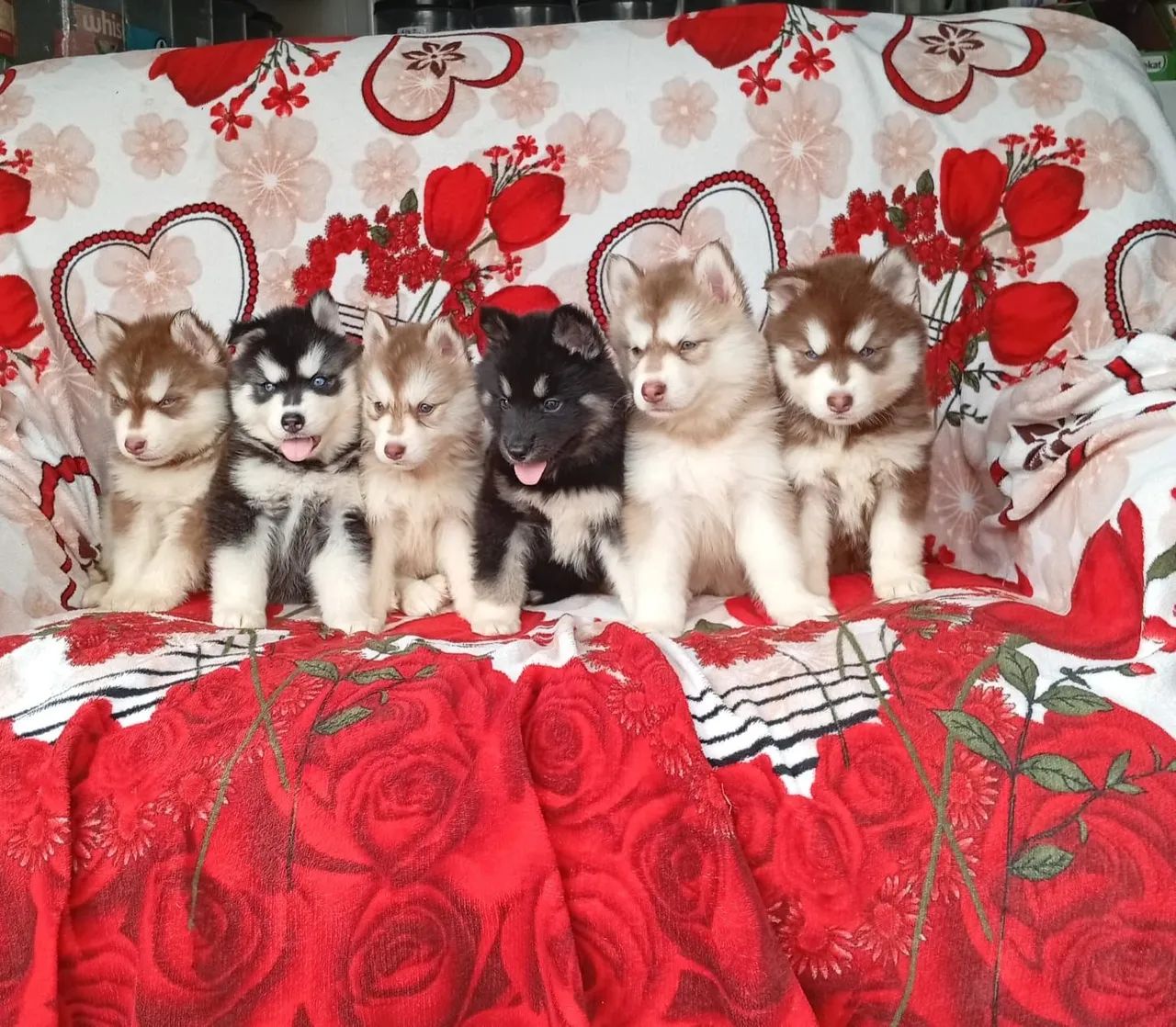 Husky Sibériano 