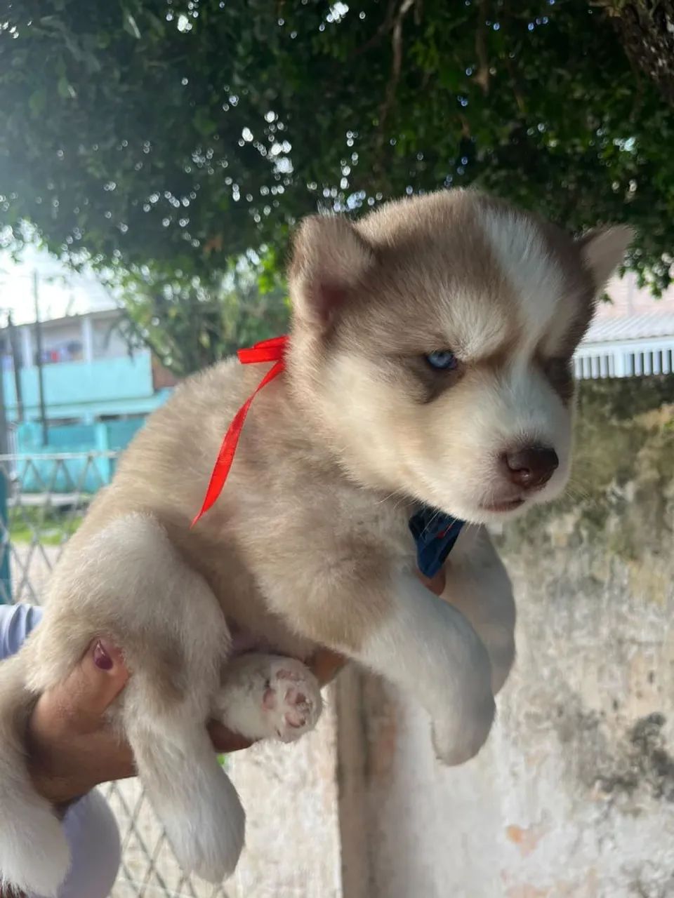 FILHOTE HUSKY *RESERVA* - Foto 4