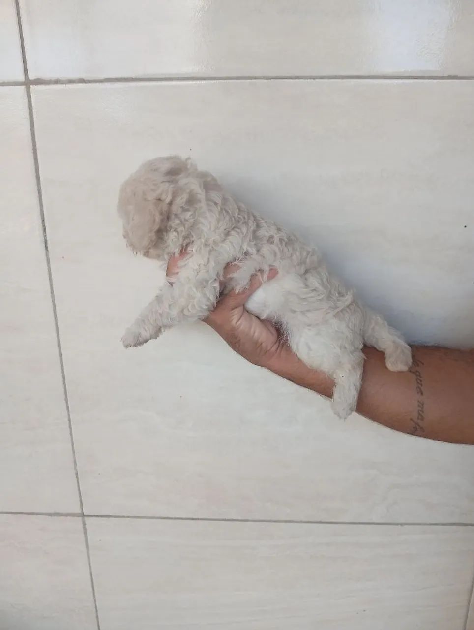 Poodle toy original machos - Foto 3