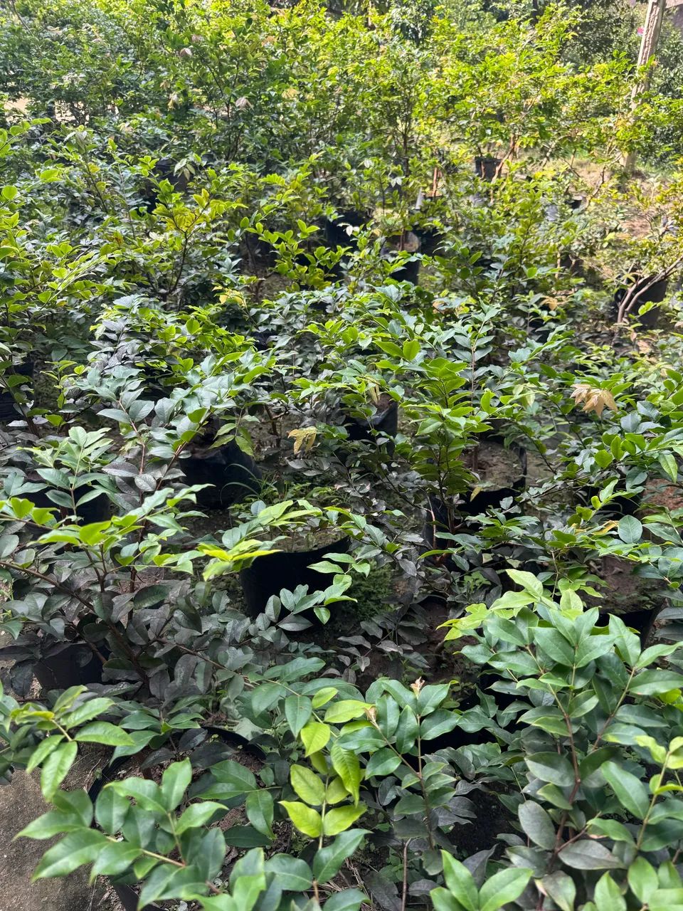 Jabuticaba mudas já produzindo - Foto 4