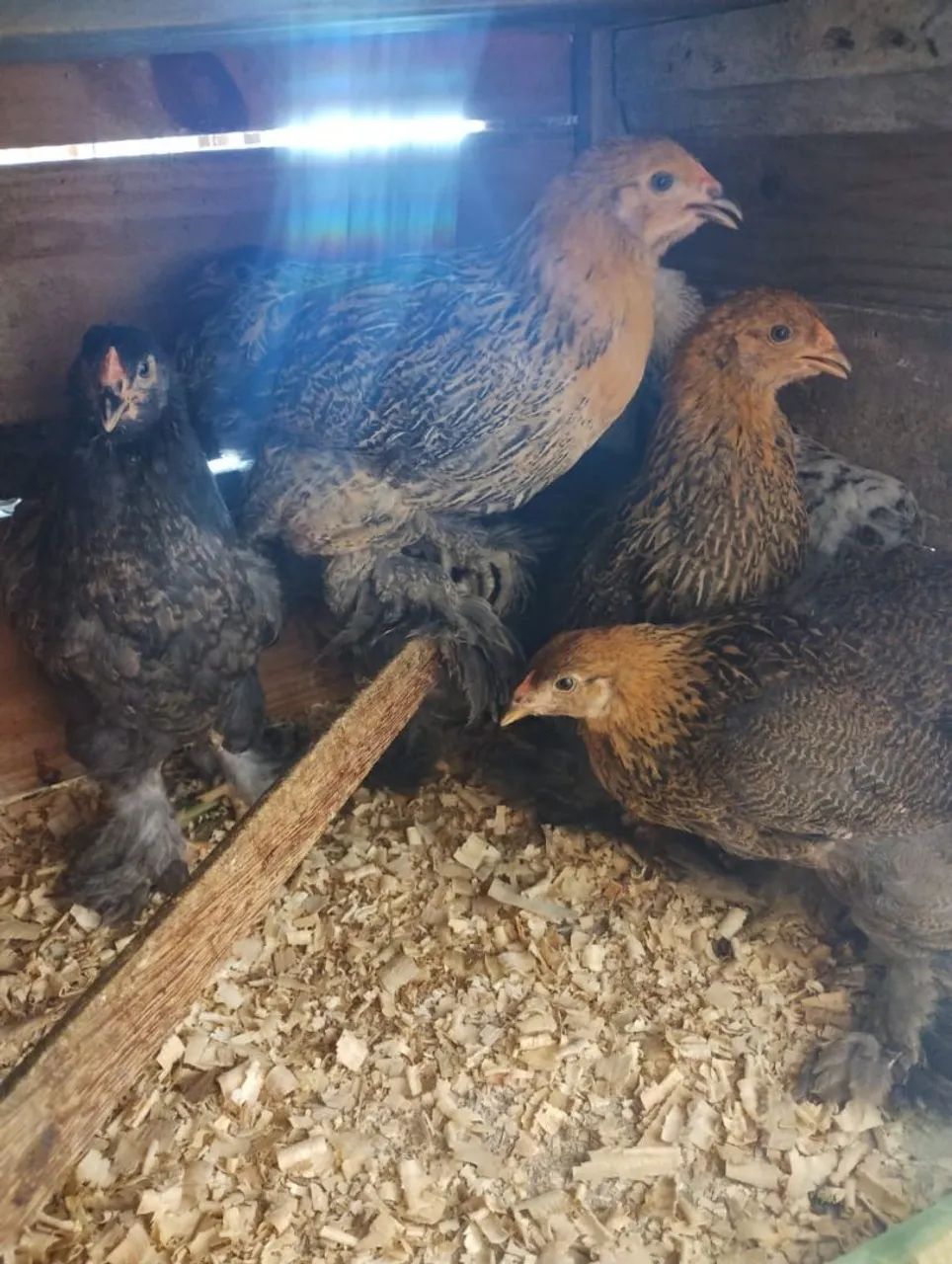 Galinhas de raça  - Foto 4