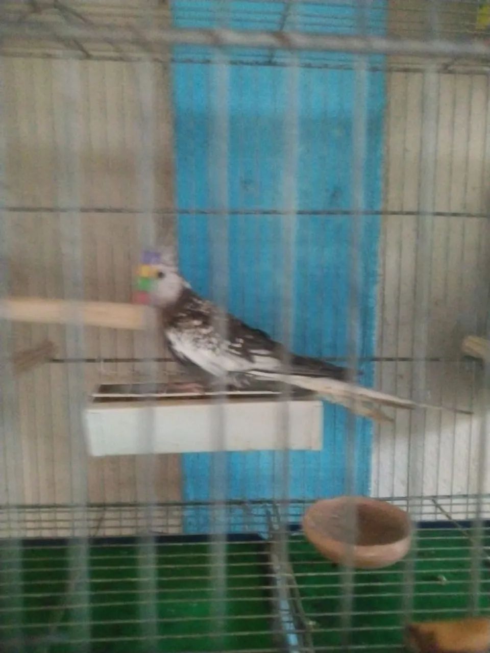 Gaiolas  - Foto 4