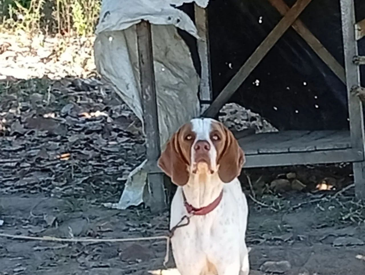 Cachorro pointer inglês  - Foto 2