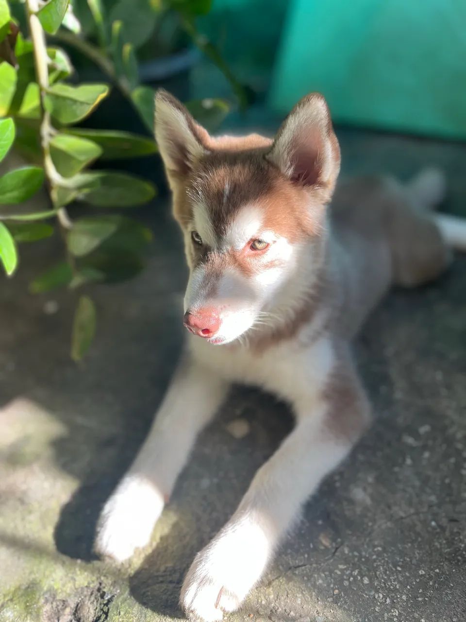 Husky siberiano macho - Foto 5
