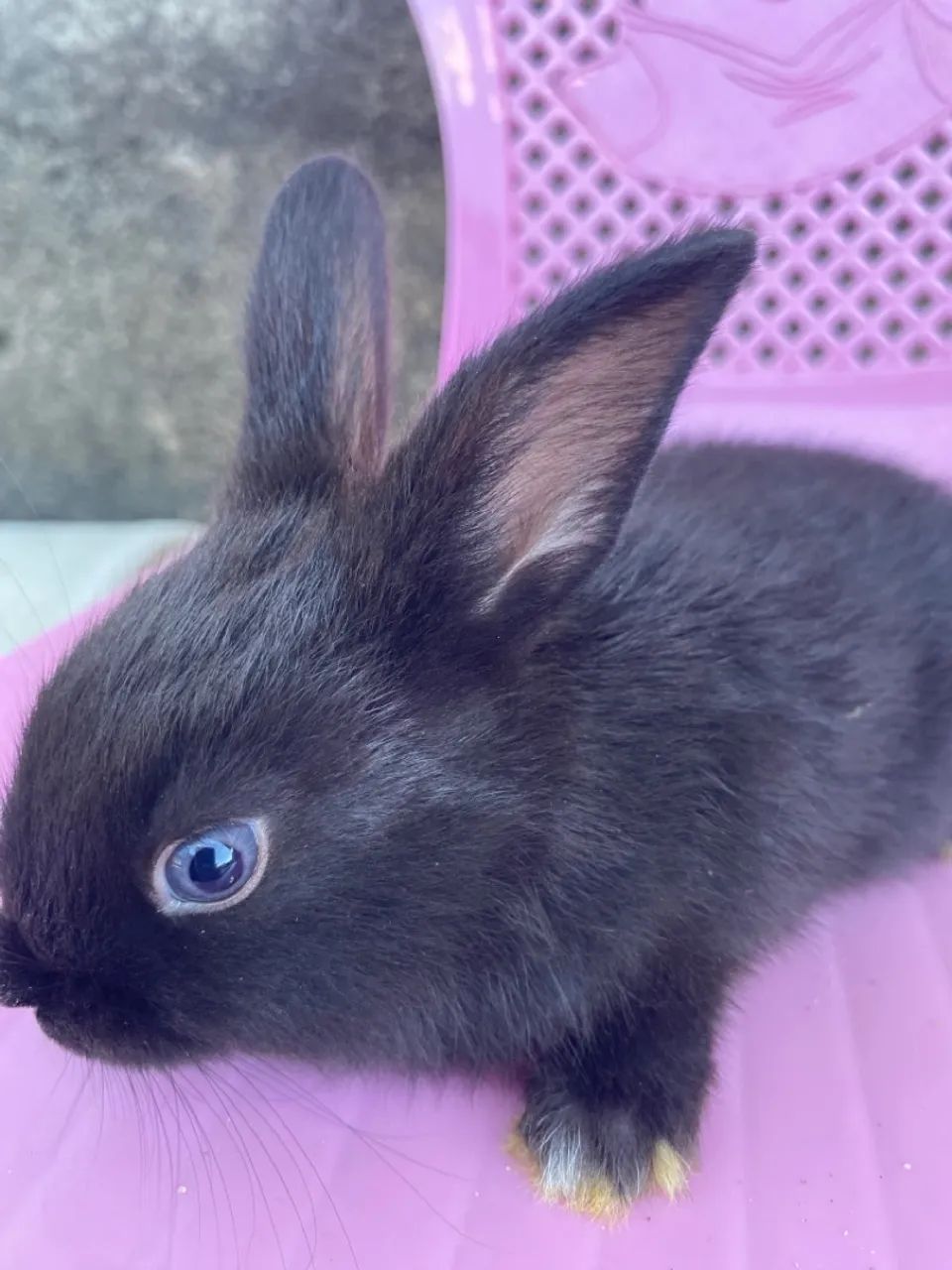 Vende-se Coelhos  - Foto 2