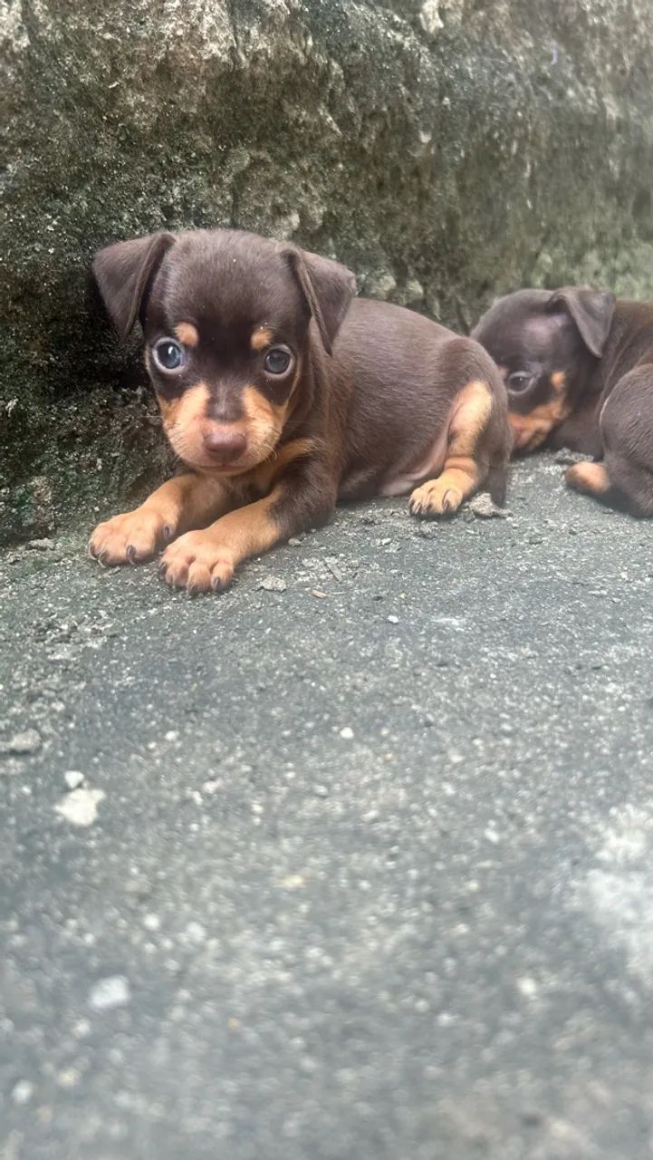 Pincher zero macho - Foto 3
