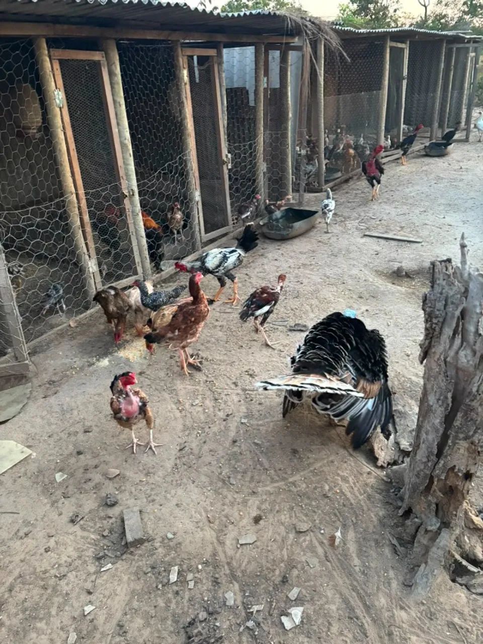 Galinha caipira - Foto 2