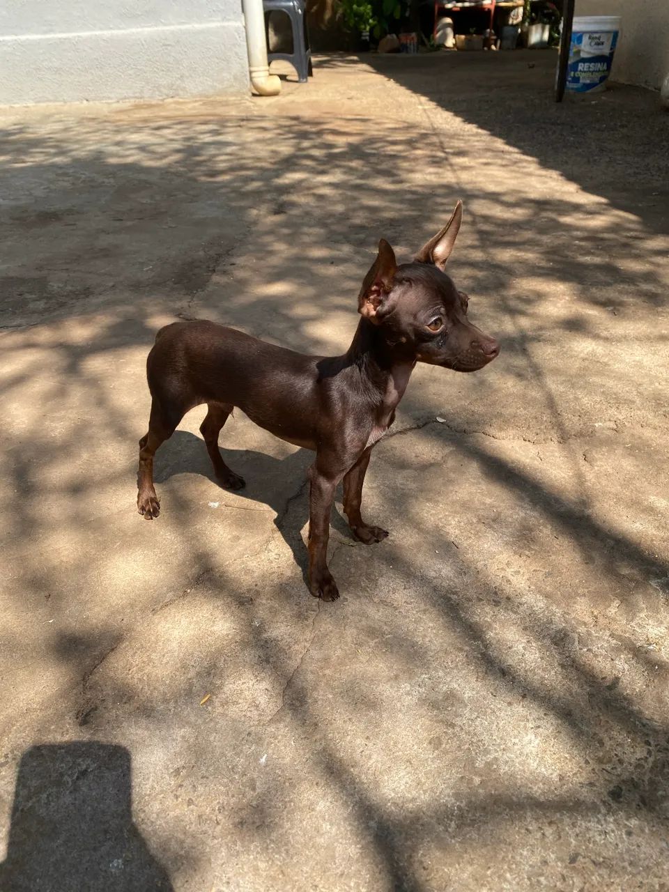 Pinscher chocolate  - Foto 2