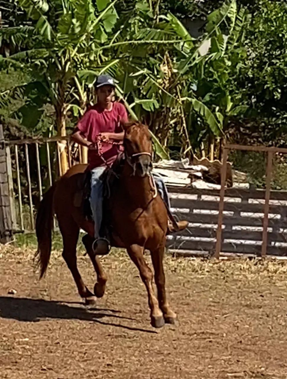 Cavalo  - Foto 2