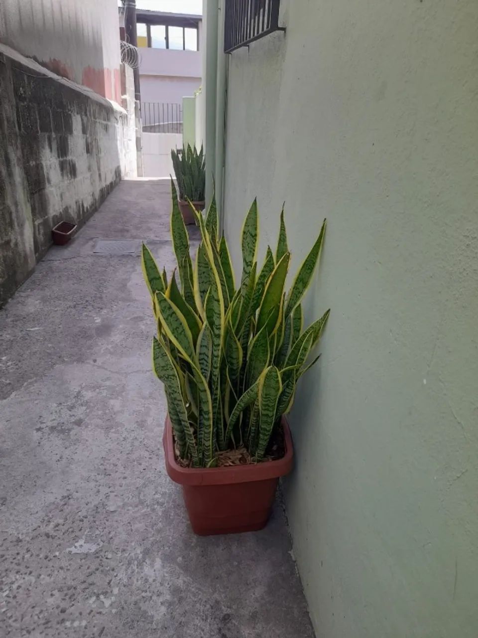 Planta Espada de São Jorge - Foto 5