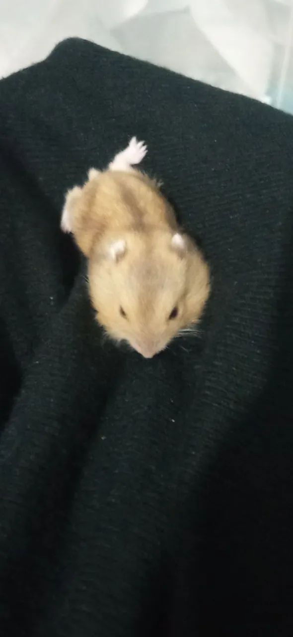 Filhotes de hamster anão russo - Foto 3