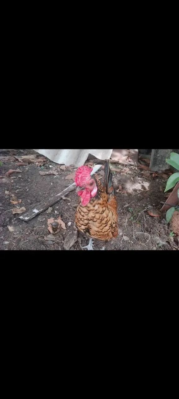 Ovos de garnizé 