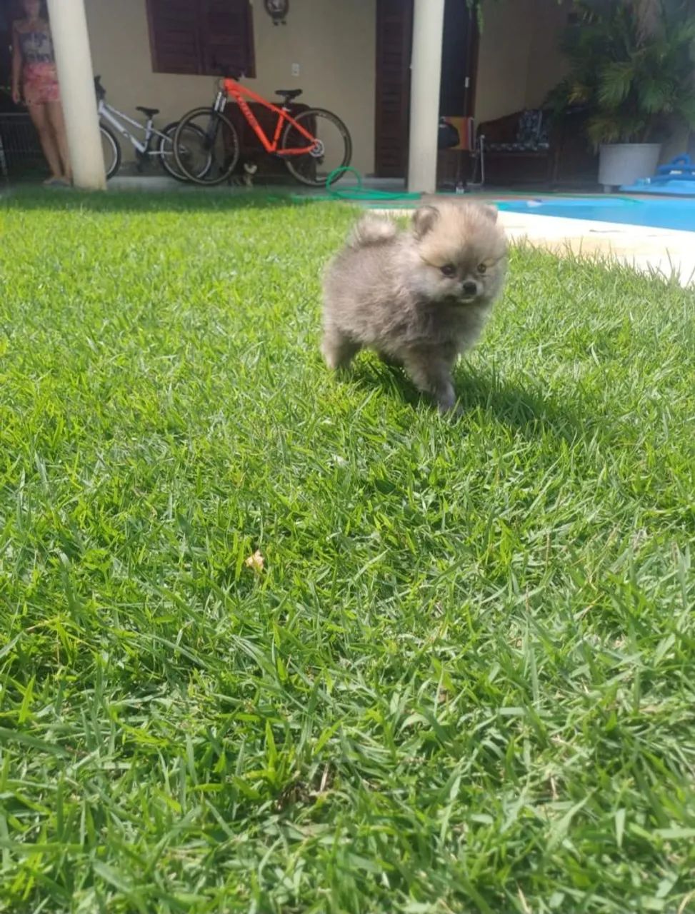 Spitz Alemão  - Foto 3
