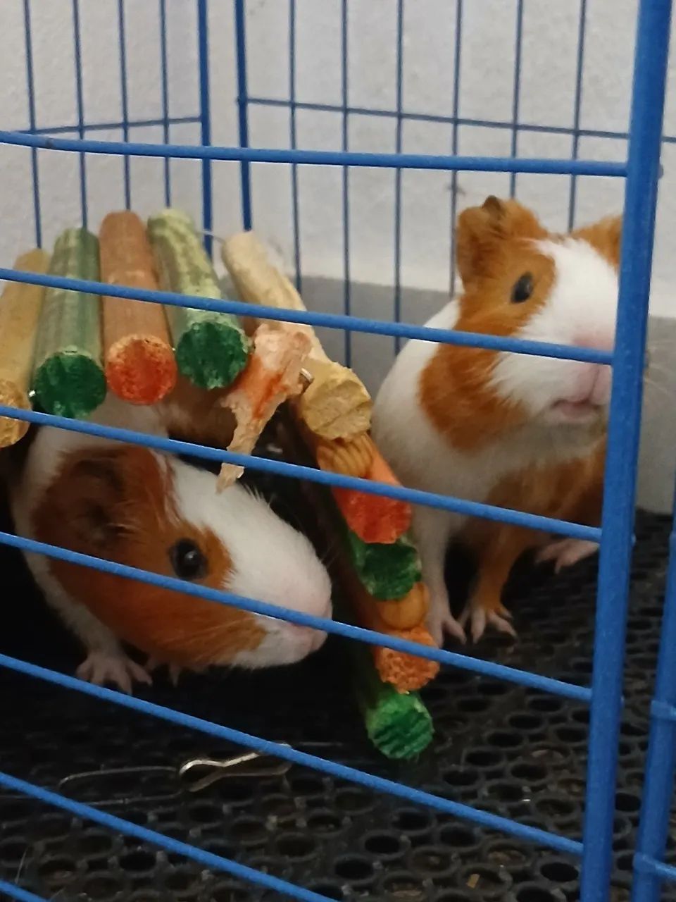 Porquinho da Índia  - Foto 3