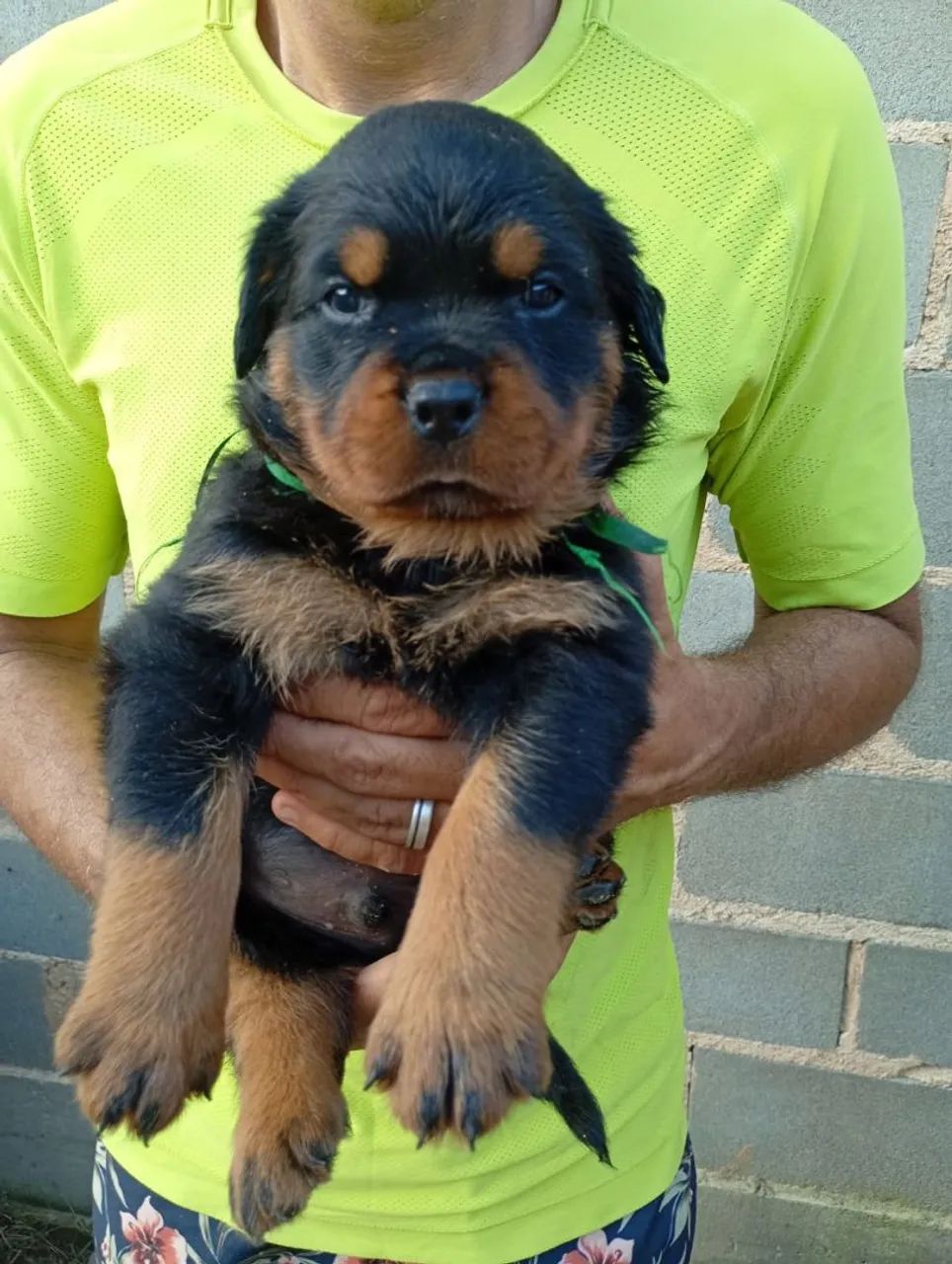 FILHOTES DE ROTTWEILER - COM PEDIGREE CBKC E - Foto 2