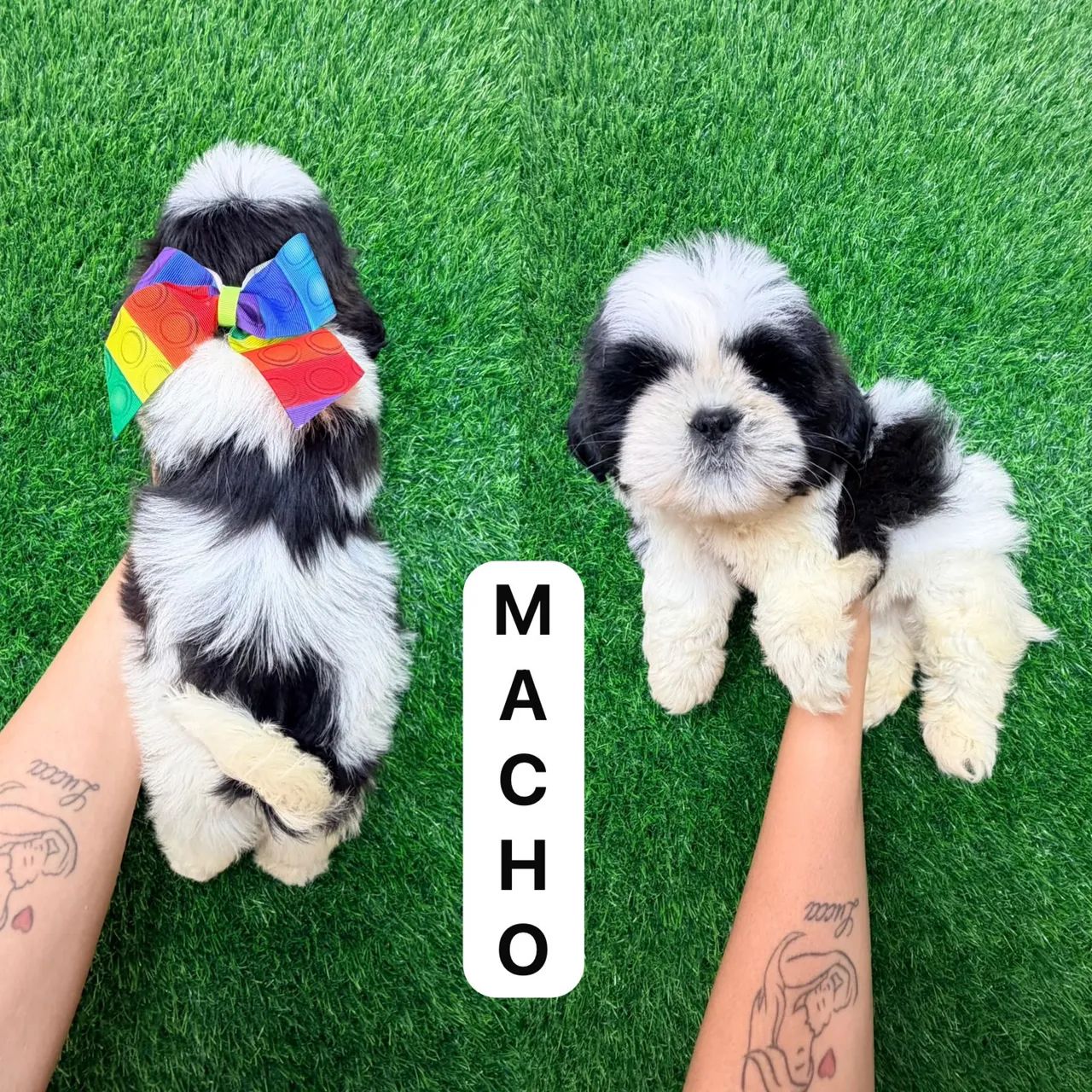 Shitzu macho  - Foto 3