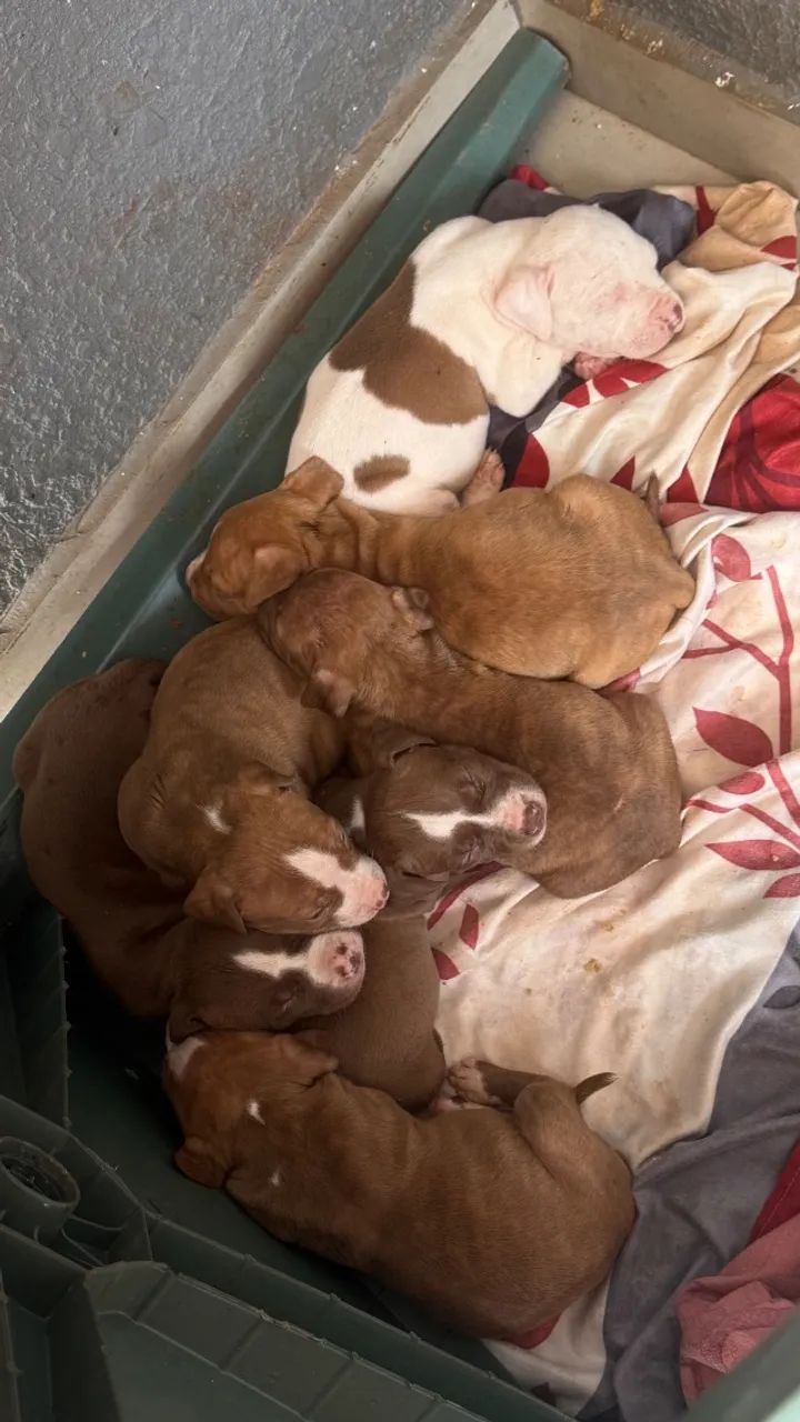 Cachorro pit monster 