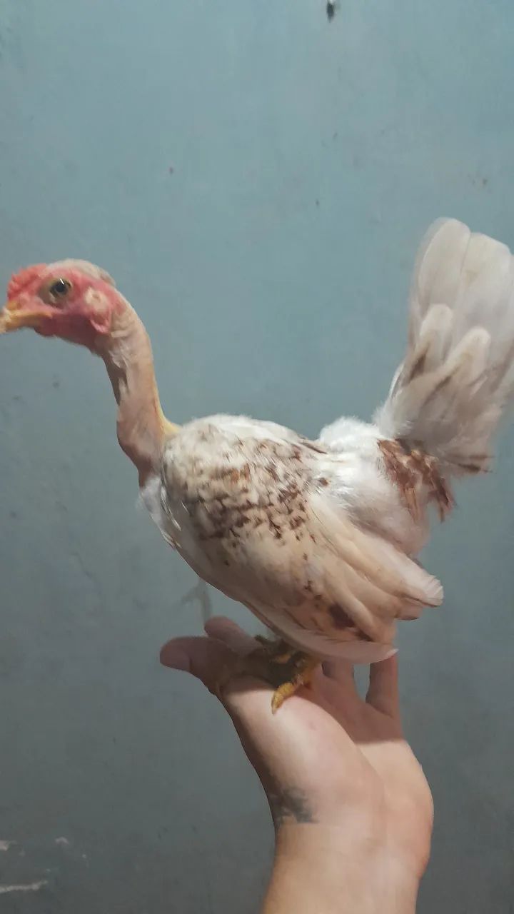 Polaquinho mini garnizé disponível 