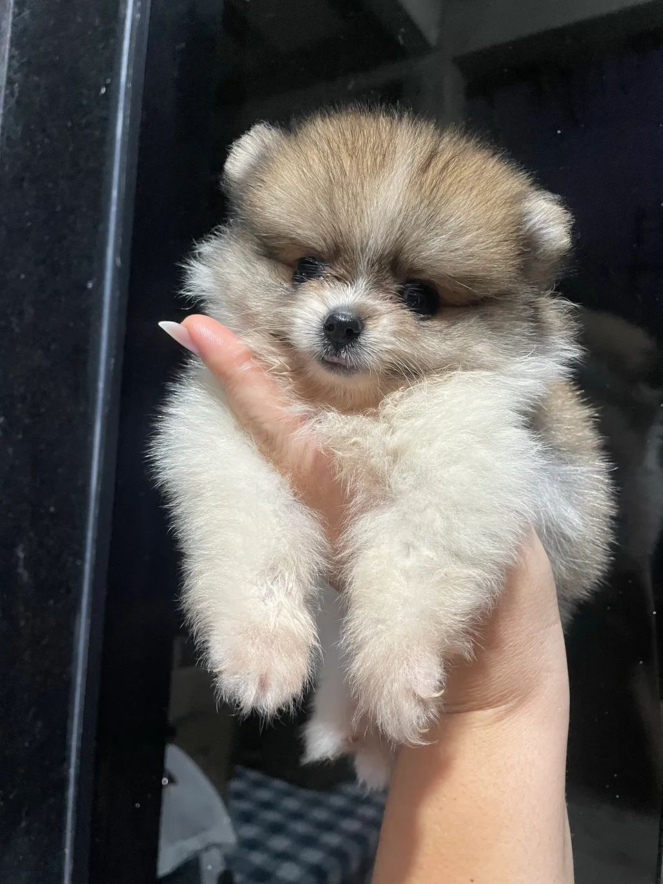 Cachorro  - Foto 2