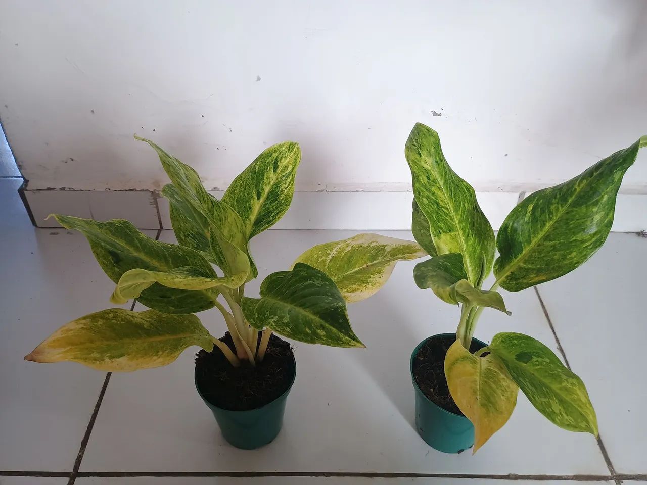 Lindas aglaonemas - Foto 3
