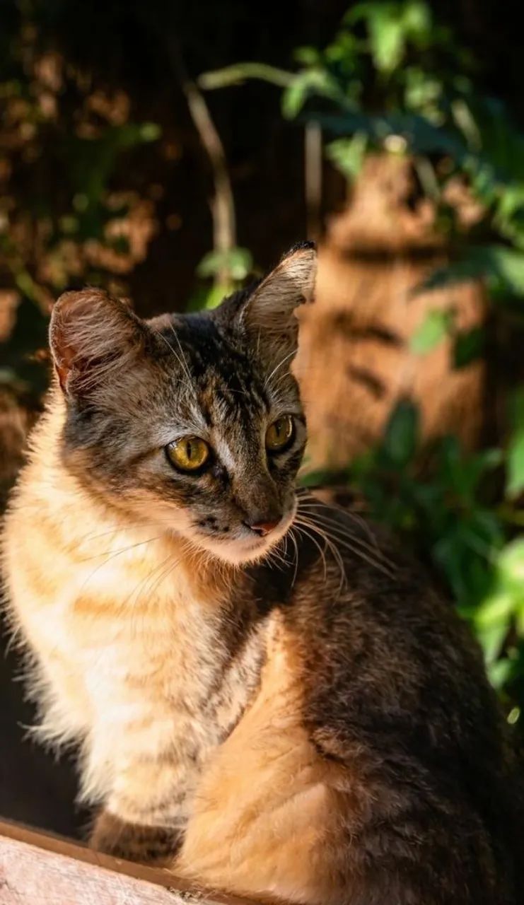 Doaçao de gato