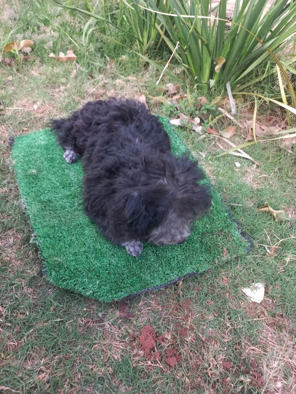 Poodle micro toy  - Foto 4