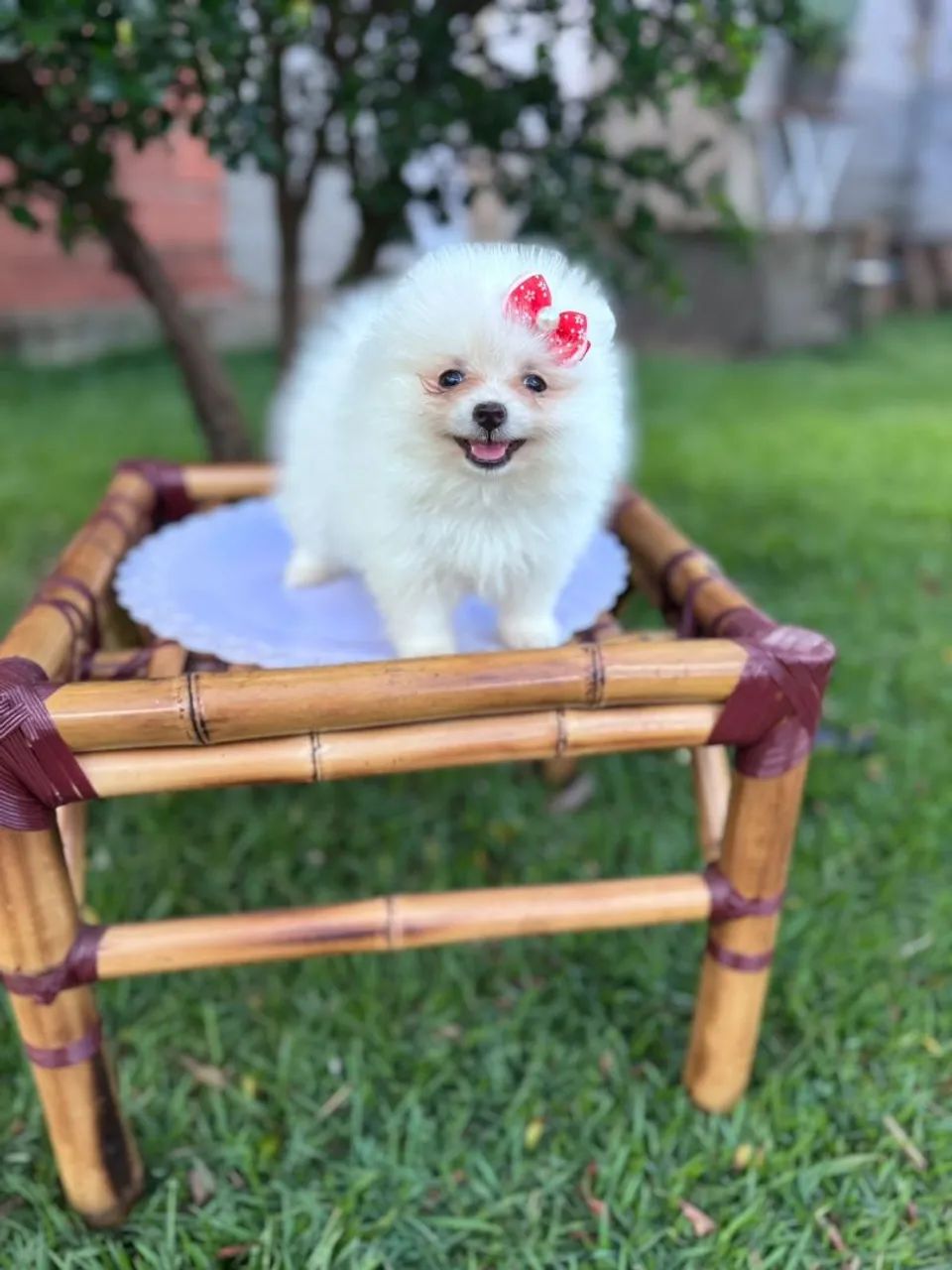 Lulu da Pomerânia fêmea  - Foto 2
