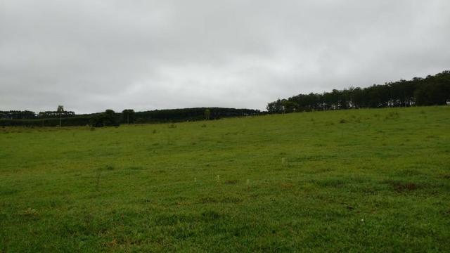 Otima fazenda com 73 alqueires na regiao de itapetininga - Foto 10