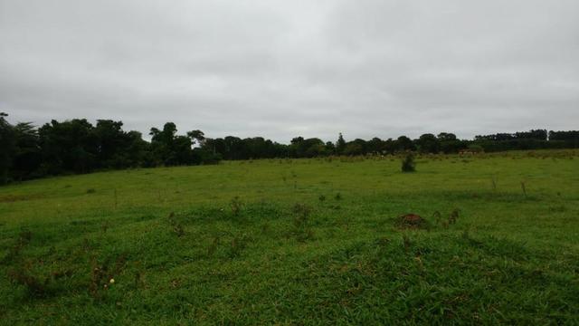 Otima fazenda com 73 alqueires na regiao de itapetininga - Foto 8