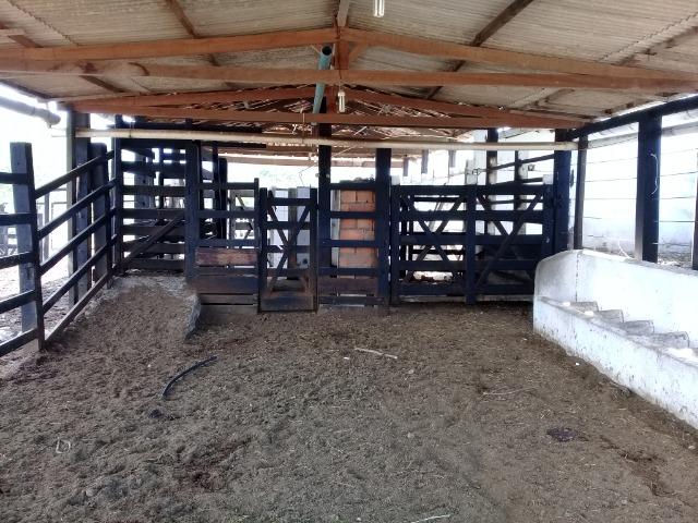 Belíssima Fazenda com casa boa e piscina na região rural de Riachão do Jacuípe Bahia - Foto 20