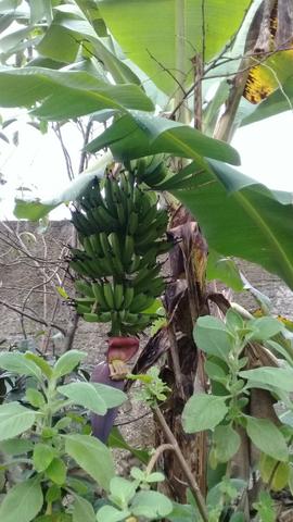 Mudas frutíferas