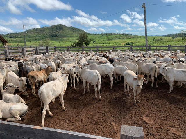 Vendo Fazenda de Gado em Grajaú - Foto 3