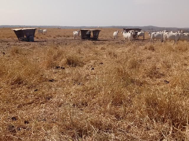 Fazenda 1455 hectares, em Acorizal, formado 900 hec - Foto 6