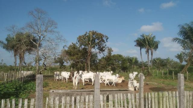 Fazenda - Foto 5