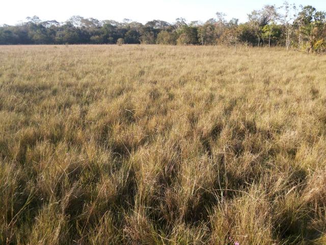 245 Ha Pecuaria Piscicultura Lazer Beira Rio Proximo Cuiaba Santo Antonio MT - Foto 4