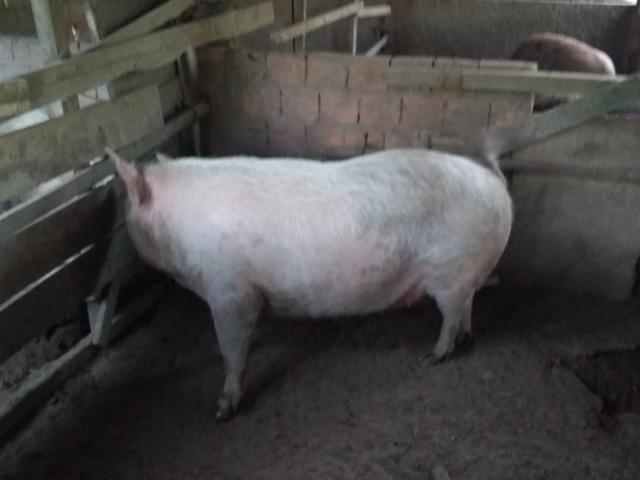 Leitão - Foto 3