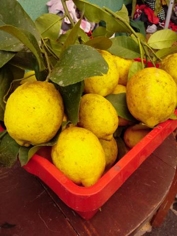 Limao Siciliano - Foto 2
