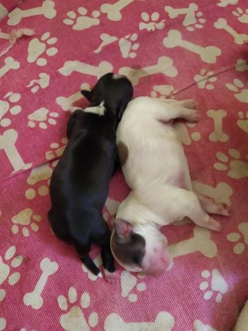 Lindos filhotes de Lhasa-aqso macho pra reseva 350