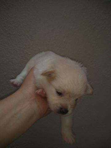 Lulu da Pomerânia - Foto 6