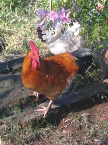 Vendo aves - Foto 5