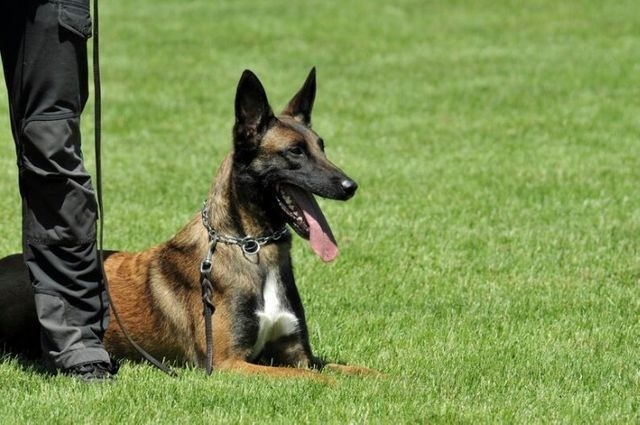 Locação de Cães de Guarda! - Foto 5