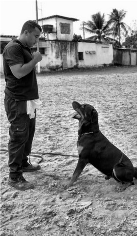 Locação de Cães de Guarda! - Foto 2