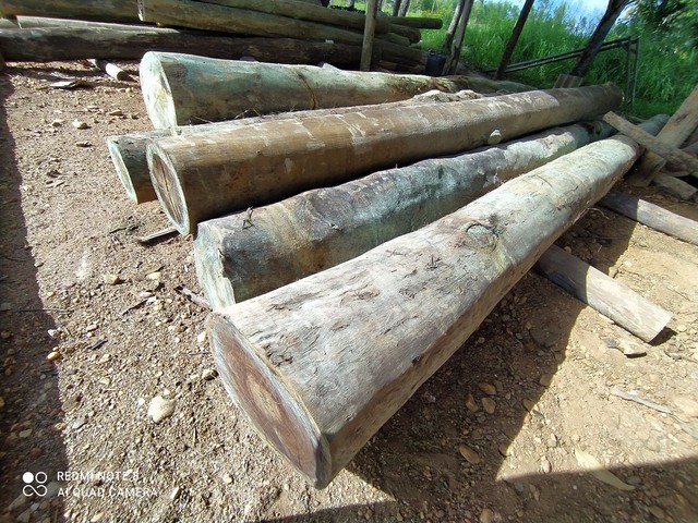 Eucalipto Tratado - Campo Belo Madeiras
