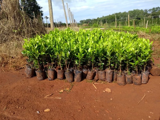 Mudas de cerca viva (limãozinho)- R$ 1,30 - Foto 3