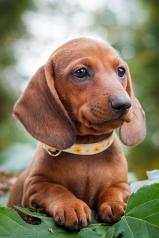 Teckel /basset/salsicha/dachshund Filhote Femea e macho, com garantias em 