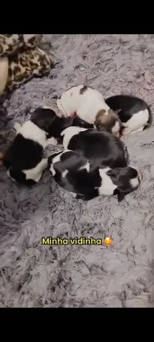 Toca e Descobre: Animais Fofinhos