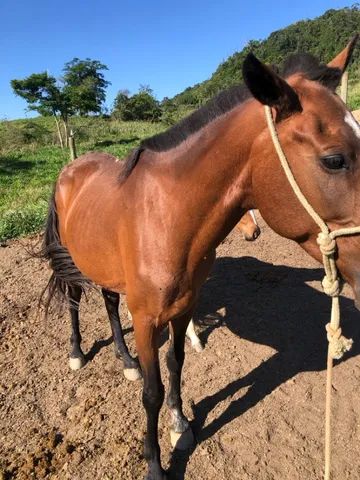 Égua frente aberta, mansa - Cavalos e acessórios - Pachecos, Palhoça  1252773521