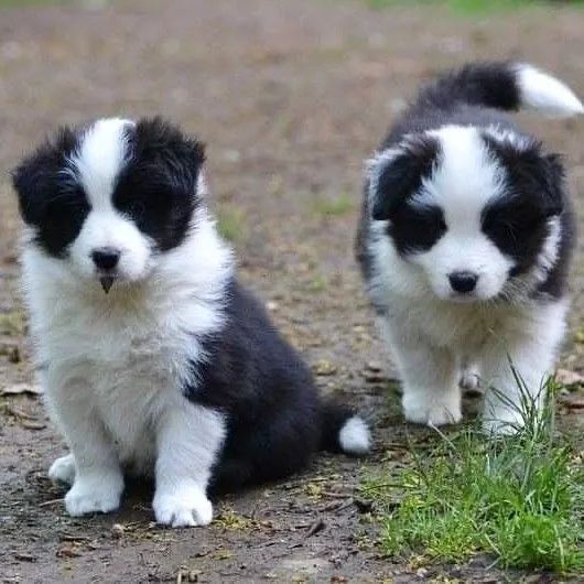 Border Collie: correr e brincar