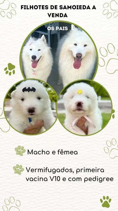 Filhotes de Samoiedo a venda