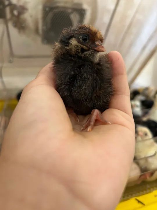 Pintinhos GLC (galinha de linhagem caipira) - Foto 2